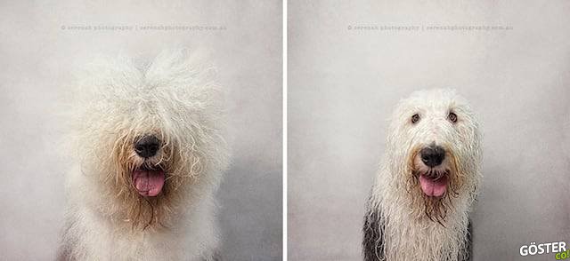 drydogs-2