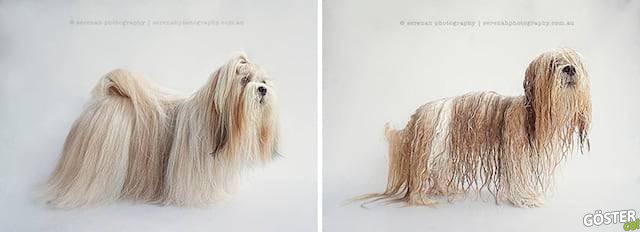 drydogs-3