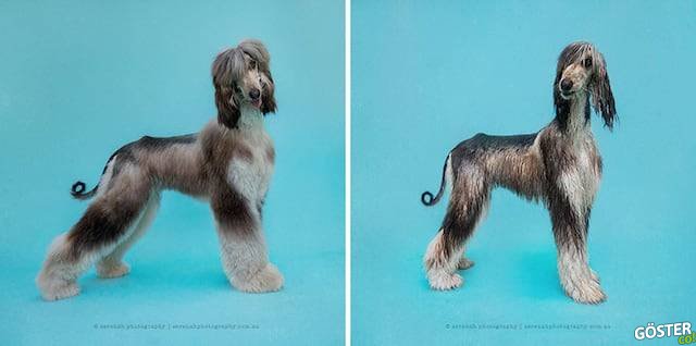 drydogs-4