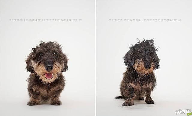 drydogs-5