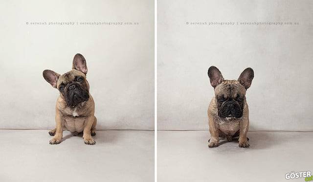drydogs-6