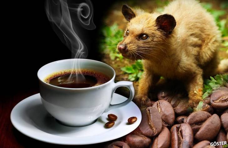 Dünyanın En Pahalı Kahvesi “Kopi Luwak” Hakkında Tüm Bilmeniz Gerekenler