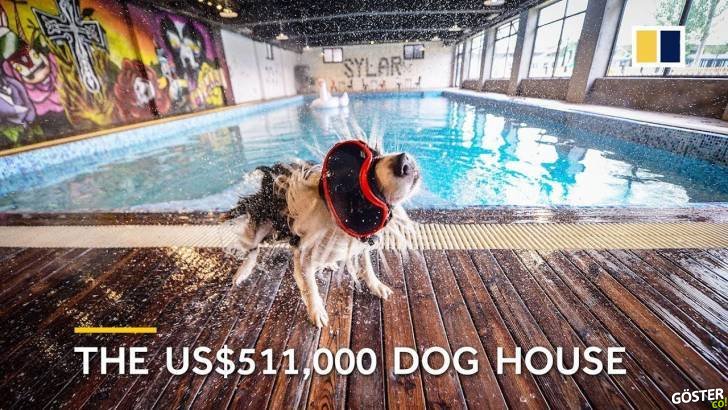 511.000 Dolar Harcayarak Köpeğine Özel Konak Yaptıran Adam