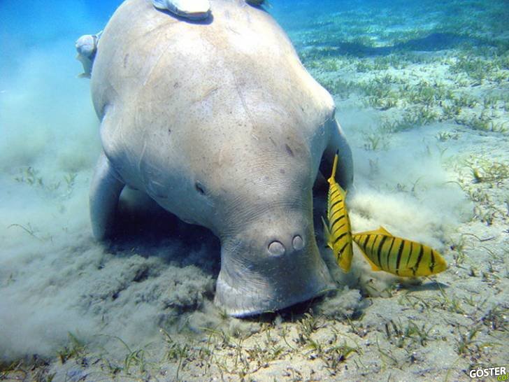 amazing animals 