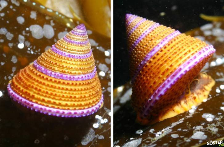 amazing animals 
