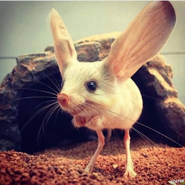 amazing animals 