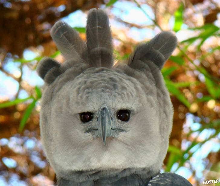 amazing animals 