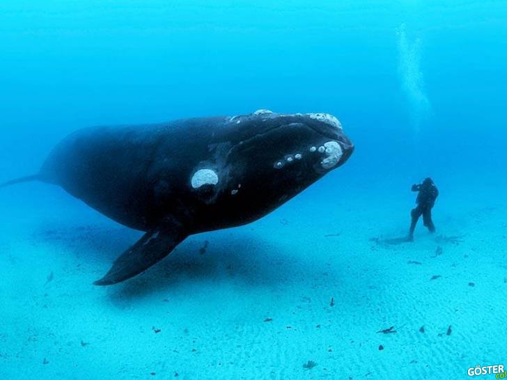 Brian Skerry okyanuslardaki görkemi ve vahşeti gözler önüne seriyor