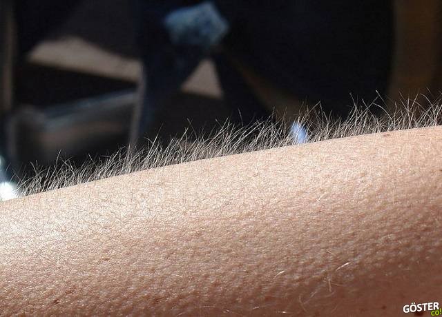 Müzik neden tüylerimizi diken diken eder?