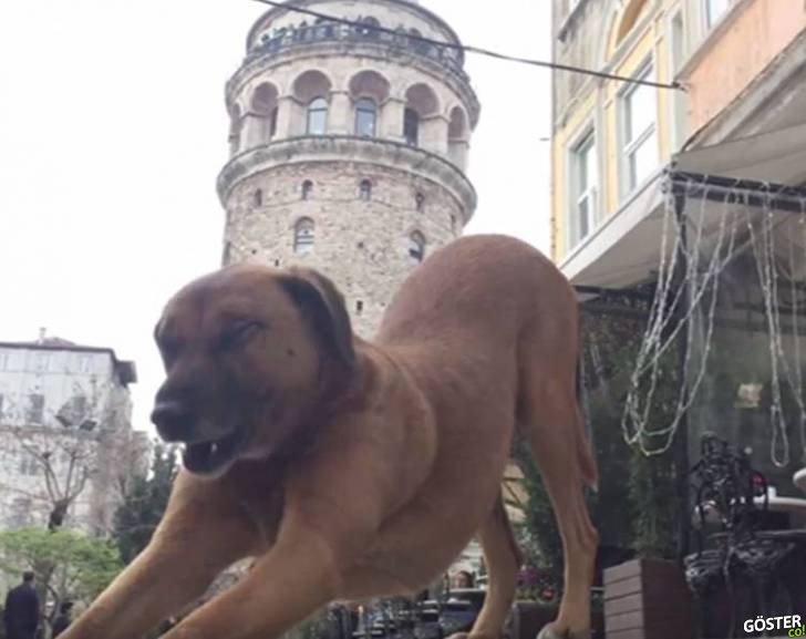 İstanbul’un Sokak Sakinleri Yardım Bekliyor