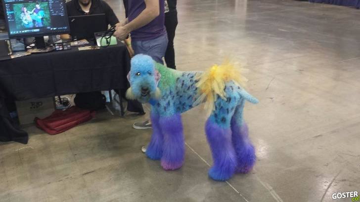 17 Times Pet Haircuts Went So Wrong, It’s Hilarious
