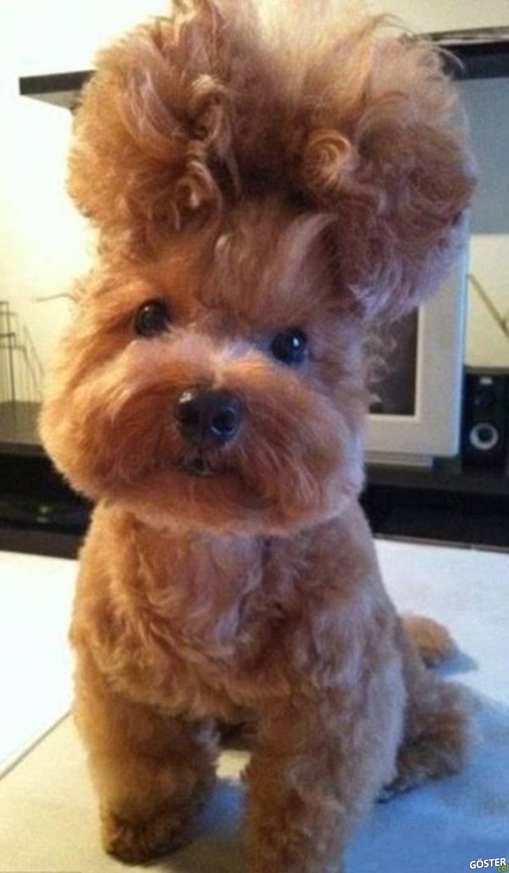 17 Times Pet Haircuts Went So Wrong, It’s Hilarious
