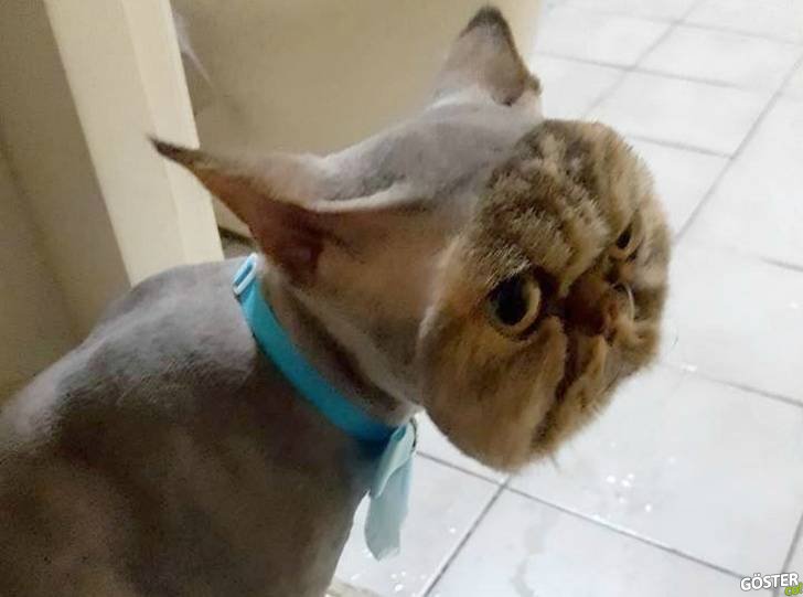 17 Times Pet Haircuts Went So Wrong, It’s Hilarious
