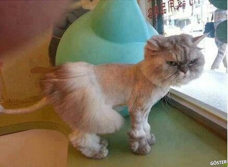 17 Times Pet Haircuts Went So Wrong, It’s Hilarious