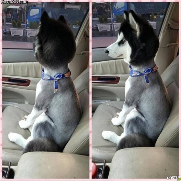17 Times Pet Haircuts Went So Wrong, It’s Hilarious