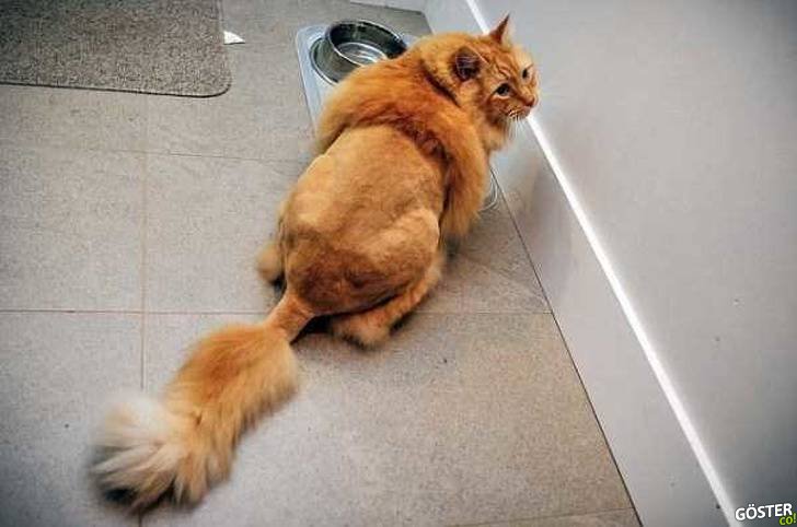 17 Times Pet Haircuts Went So Wrong, It’s Hilarious