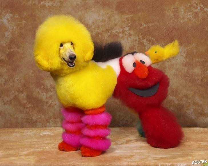 17 Times Pet Haircuts Went So Wrong, It’s Hilarious