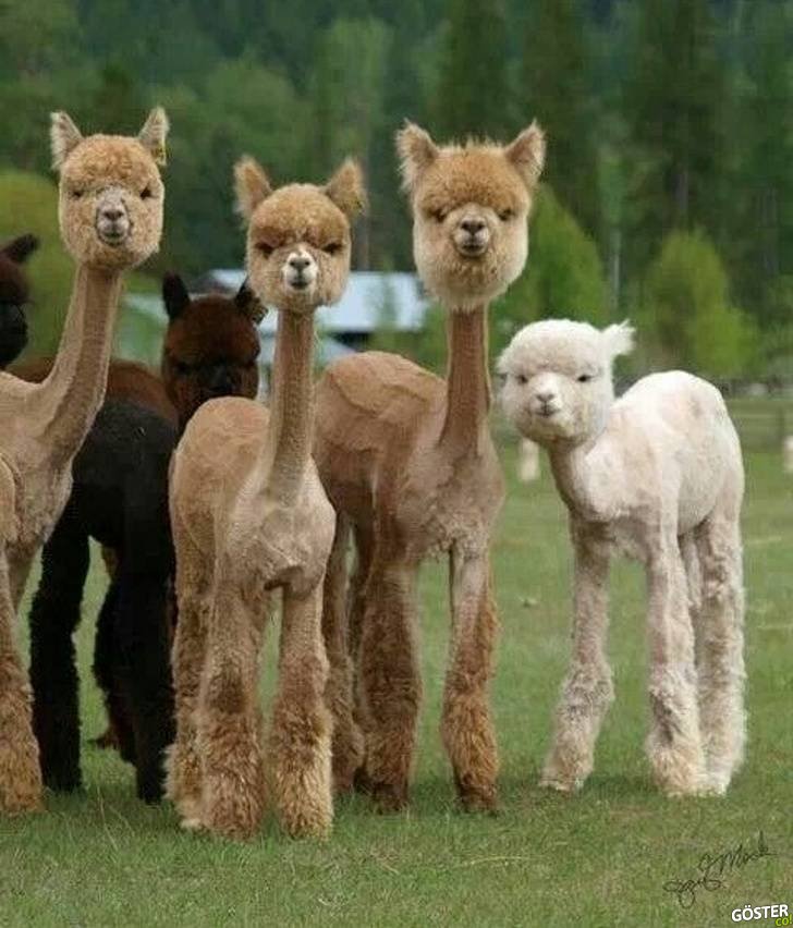 17 Times Pet Haircuts Went So Wrong, It’s Hilarious