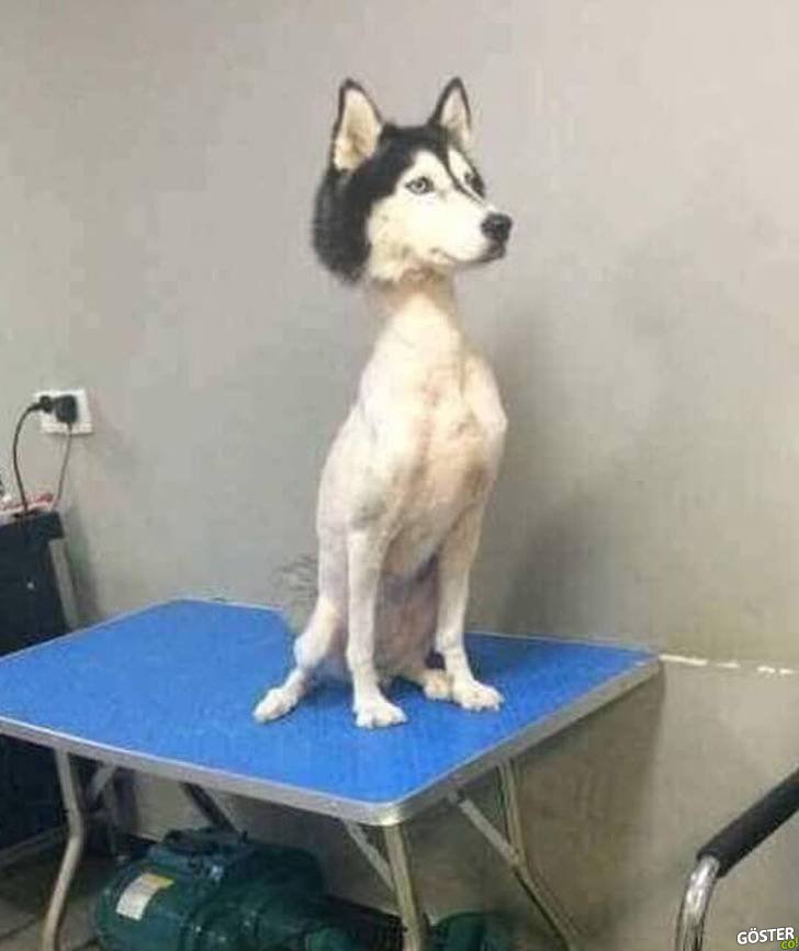 17 Times Pet Haircuts Went So Wrong, It’s Hilarious