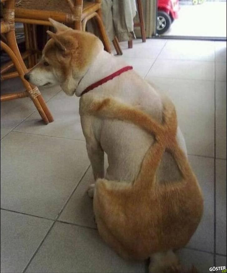 17 Times Pet Haircuts Went So Wrong, It’s Hilarious