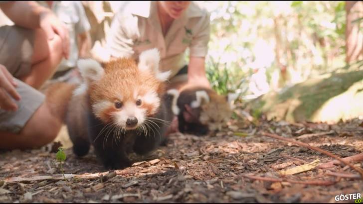 Hiç kızıl panda gördünüz mü? Bu birbirinden şirin üçüzlere bayılacaksınız