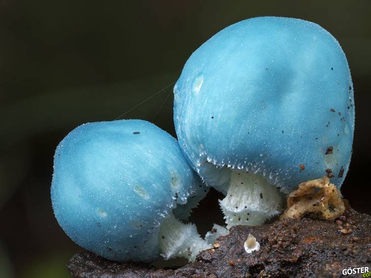 Mantar ve Likenlerin Muazzam Güzellikleri, Makro Fotoğrafçılık ile Birleşirse