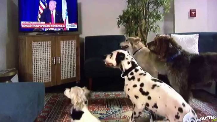 Televizyonda Donald Trump’ın “Otur” Komutunu Duyup Oturan Köpekler