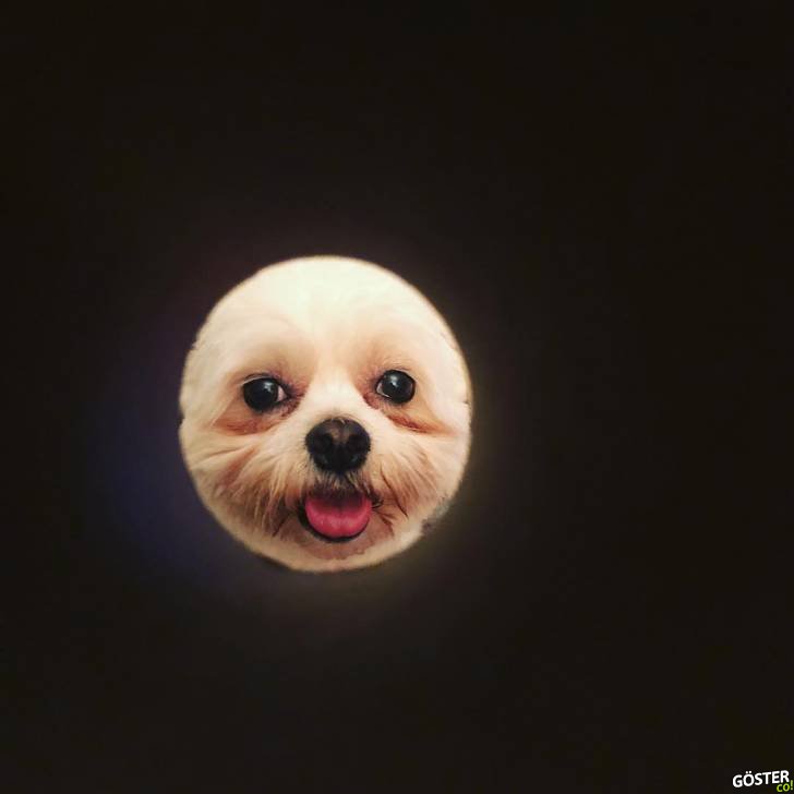 Tuvalet kağıdı rulosu içinden bakarak fotoğrafınızı çekerseniz Ay’a benzeyeceğinizin kanıtı 89 selfie (Garip internet meme’i)