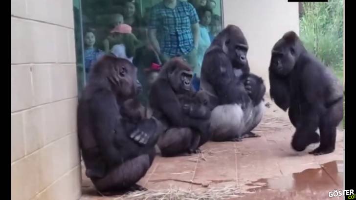 Gorillerin yağmura gösterdikleri, oldukça insani tepkiler: Yağmur dinsin diye hanginiz dükkanların önünde beklemedi?