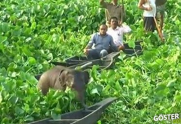 Hindistan’da bataklıkta mahsur kalan yavru fil kurtarıldı