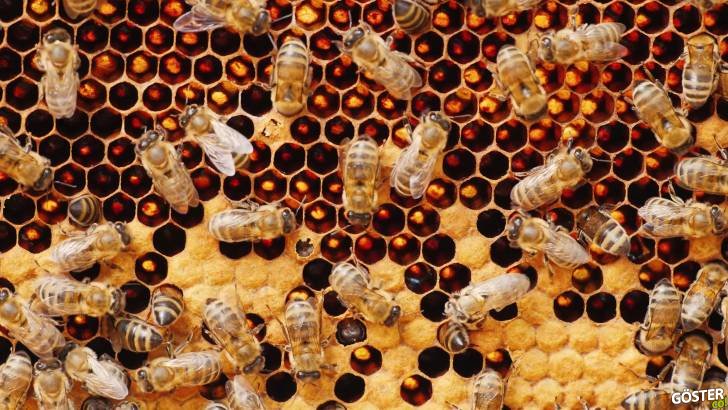 Organik nedir? Organiğin gerçek tanımı (Kırmızı Asa)