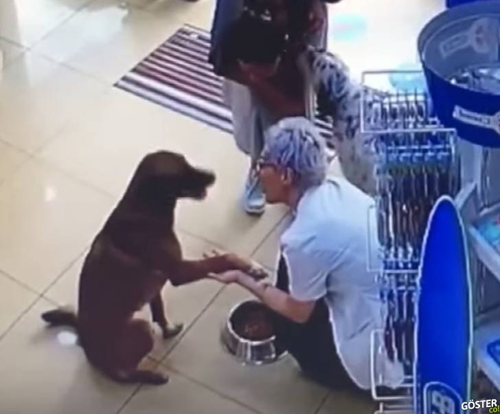 Patisinden yaralanan köpek adeta bir insan gibi eczaneden yardım istedi ve tedavi olup gitti