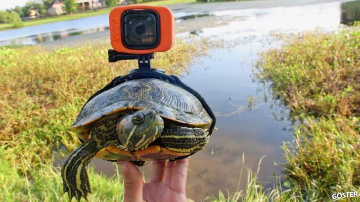 Bir kaplumbağaya GoPro takarsanız, ortaya aşağı yukarı böyle görüntüler çıkıyormuş