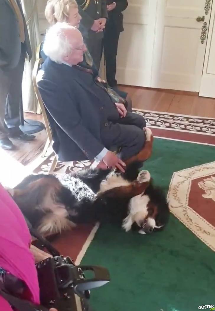İrlanda Cumhurbaşkanı’nın köpeği, 100 kişilik davette sahibini bularak karnını okşatmayı başardı