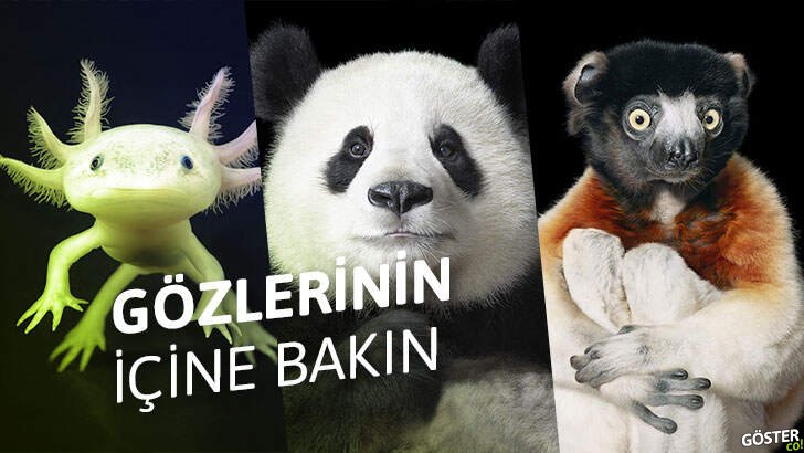 Yıllarca yok olmanın eşiğindeki hayvanların büyüleyici anlarını çeken sanatçıdan 32 fotoğraf
