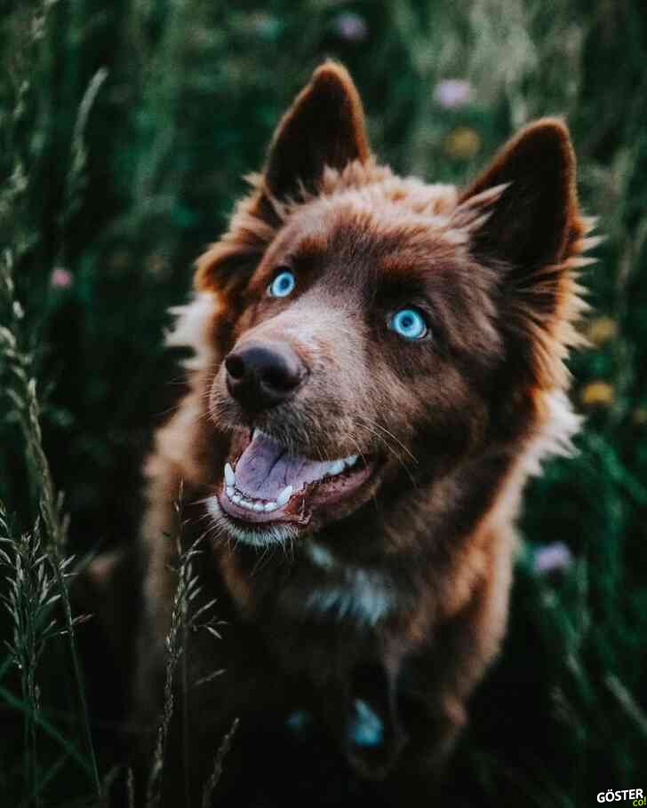 Bu Sibirya kurdu, Instagram’daki köpeklerin yeni yıldızı