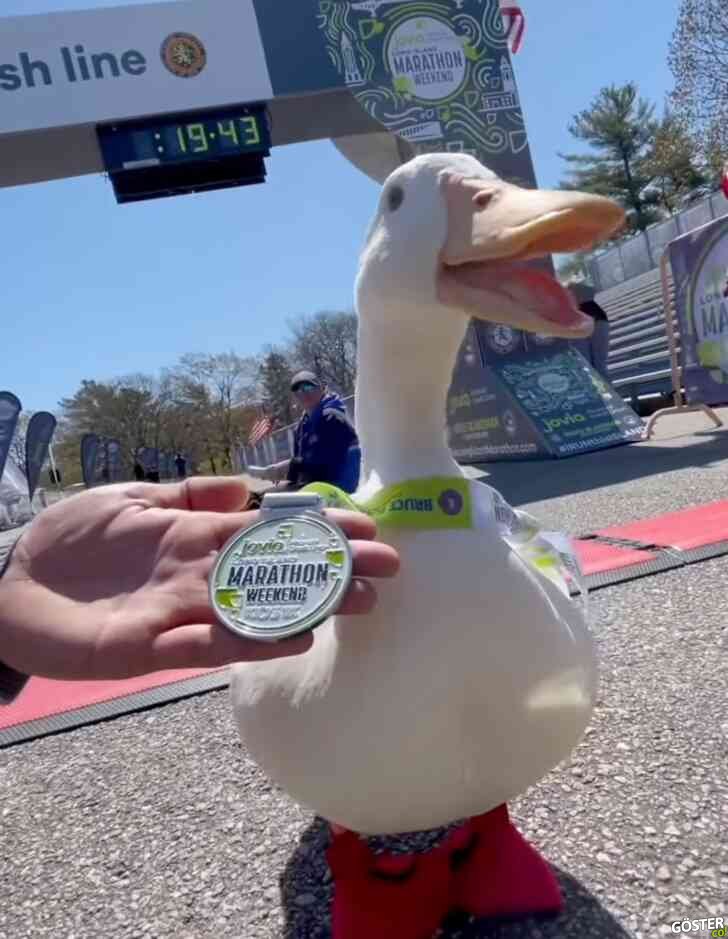Long Island’da Jovia maratonuna katılıp madalya alan (gerçek) ördek, sevimlilikte bu yıl ilk 5’e oynar