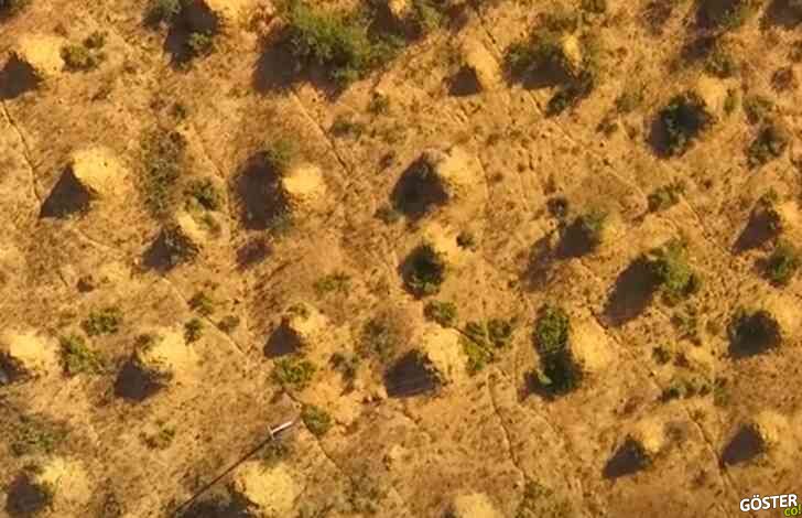 4000 yıllık dev termit tepeleri: Bu, sanki küçük uzaylıların işi gibi görünüyor ama değil tabi