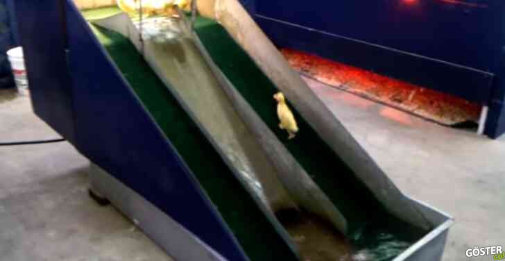 Bebek ördek kaydırağı: Bunu tüm gün tekrar tekrar izlemek için tam izniniz var
