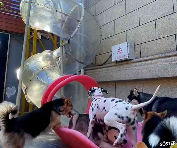 Köpekler şeffaf kıvrımlı kaykaydan aşağı iniyor: Çok kibarca dönüşlerini görmeniz lazım