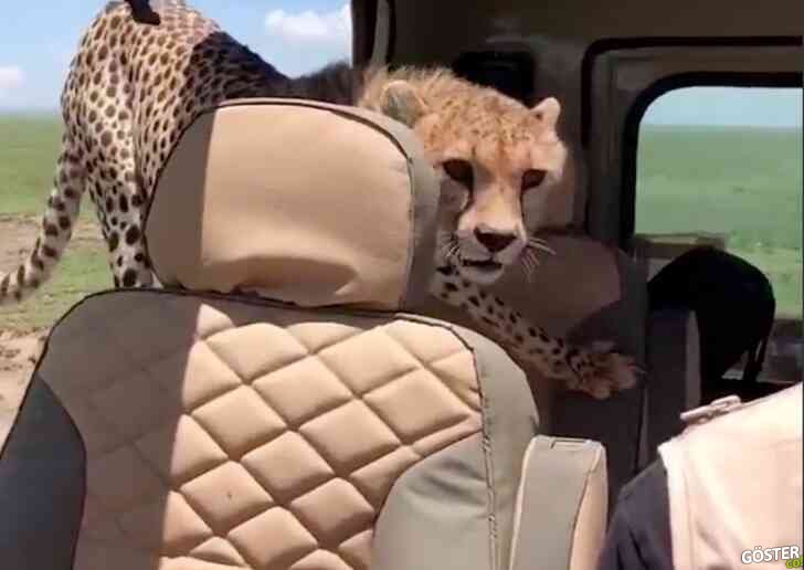 Tanzanya’da safariye çıkan adamın arabasına kaplan girdi: O anları hareketsiz şekilde kayda aldı