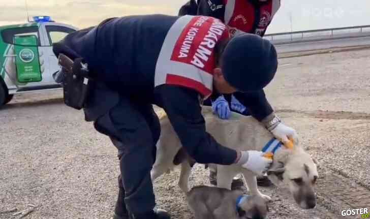 Aksaray Valiliği, köpeklere reflektör taktı: “Her can kıymetlidir”