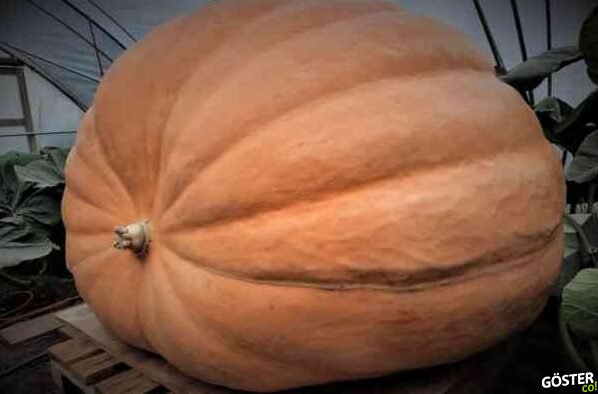 600 kilogramlık devasa bir kabağın doğum anından itibaren hızlandırılmış görüntüsü